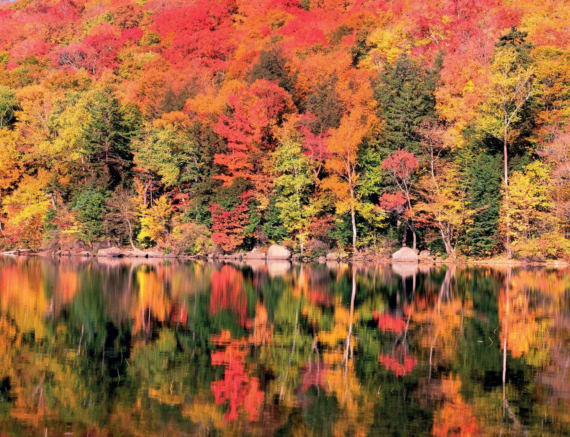 Maple Leaf